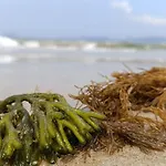 Сasa de vacaciones Eido Da Consaca